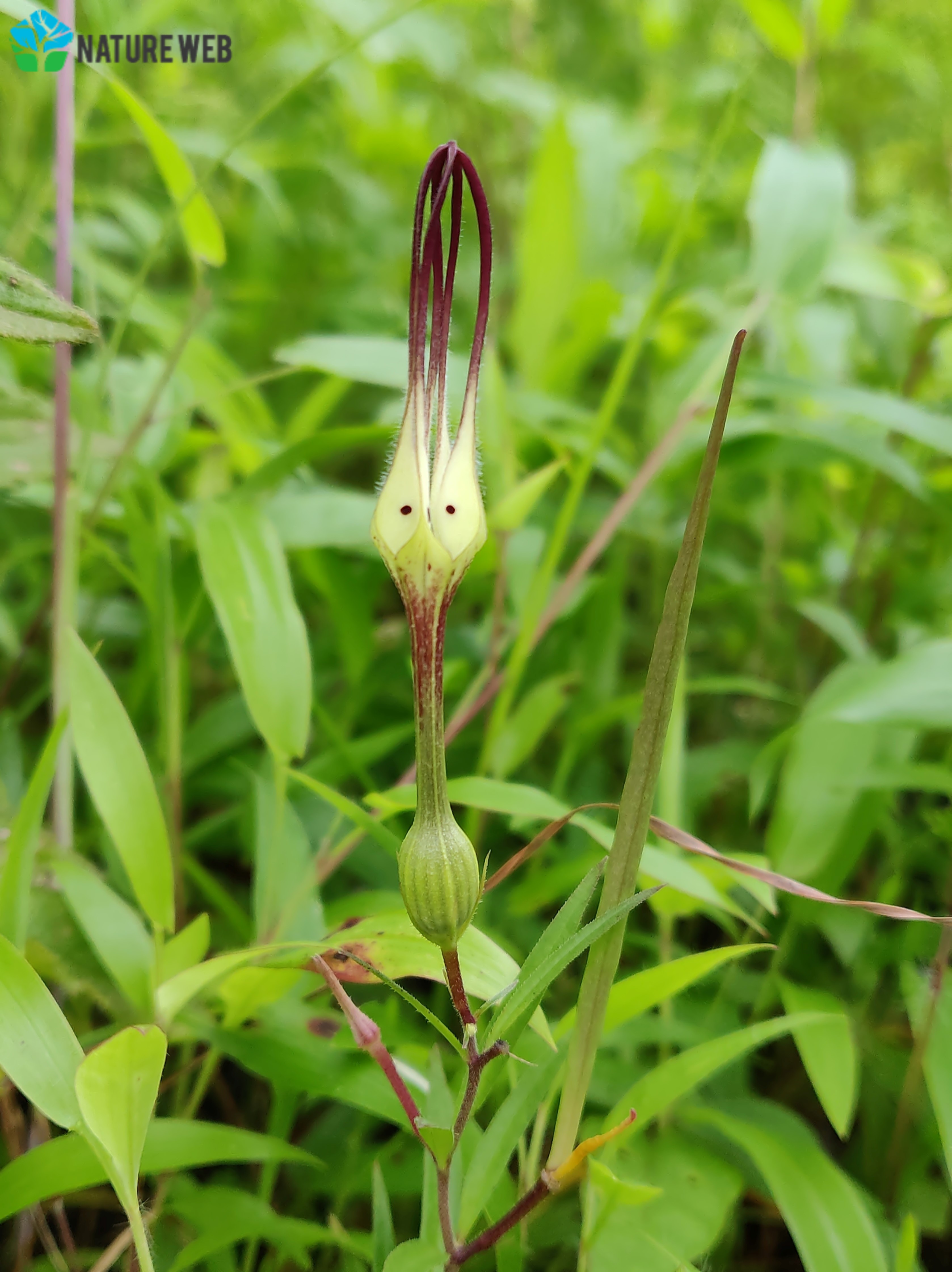 anant-s-ceropegia